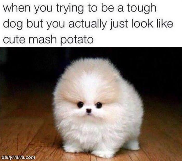 trying to be a tough dog funny picture