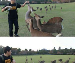 trying to feed some deer funny picture