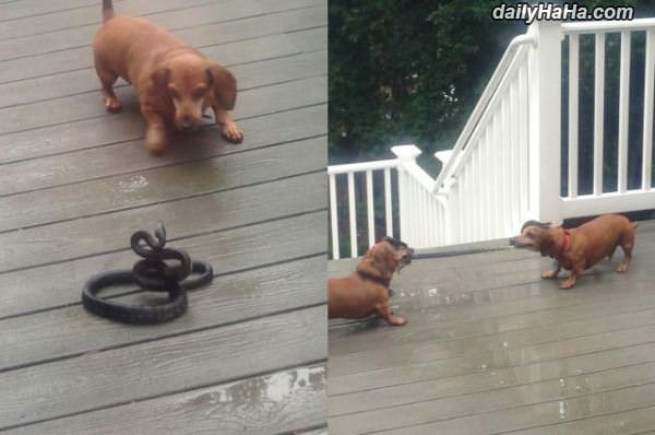 tug of war funny picture