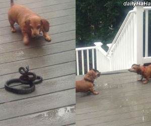 tug of war funny picture