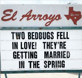 two bedbugs