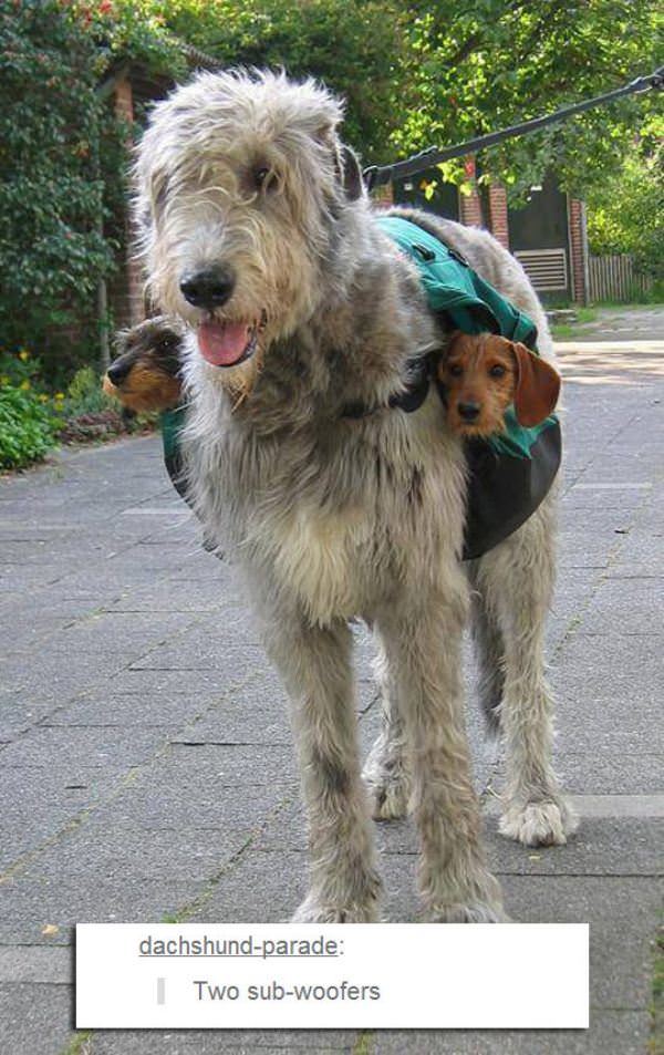 two sub woofers funny picture