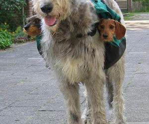 two sub woofers funny picture
