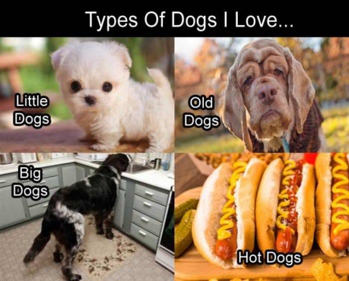 types of dogs i like funny picture