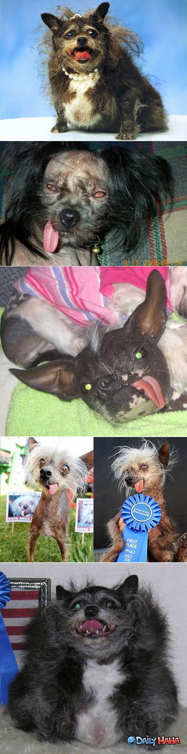 Ugly Dogs funny picture