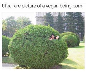 ultra rare vegan birth photo funny picture
