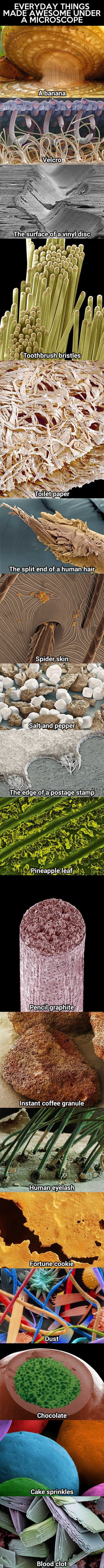 under a microscope funny picture