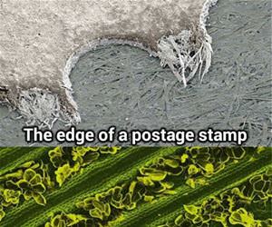 under a microscope funny picture