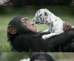Unlikely Friends funny picture