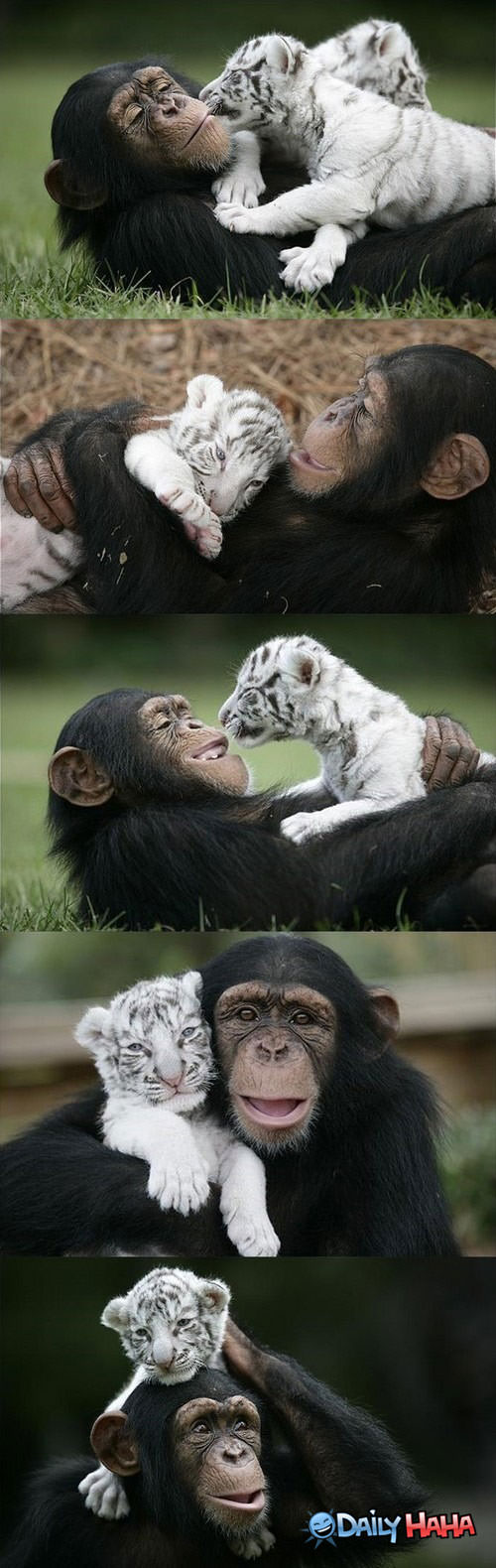 Unlikely Friends funny picture