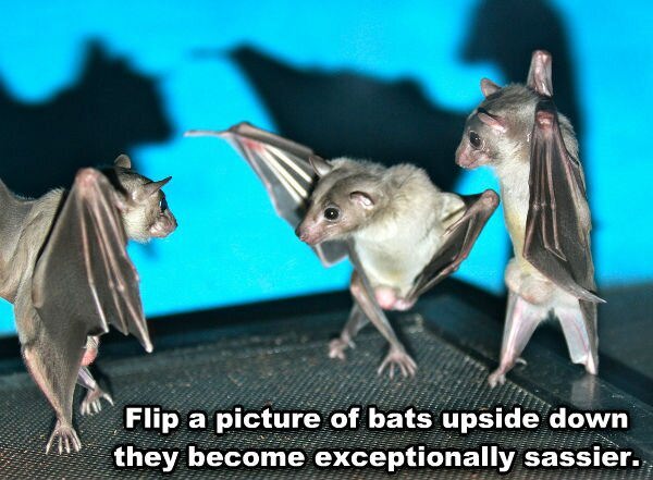 Upside Down Bats funny picture