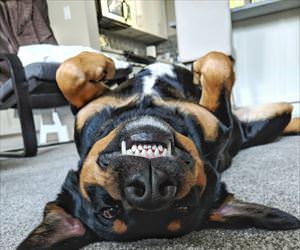 upside down cute dog