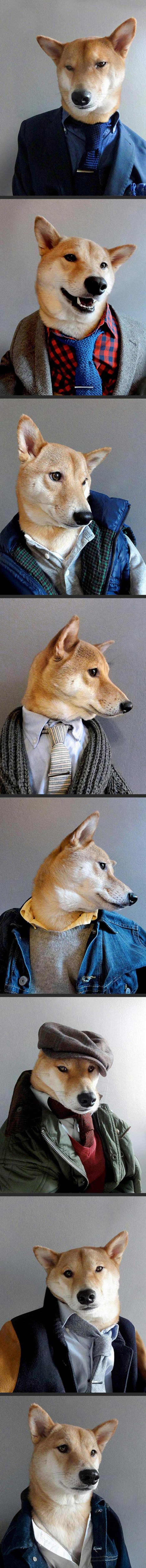 very professional dog funny picture