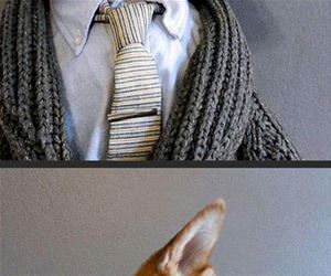 very professional dog funny picture