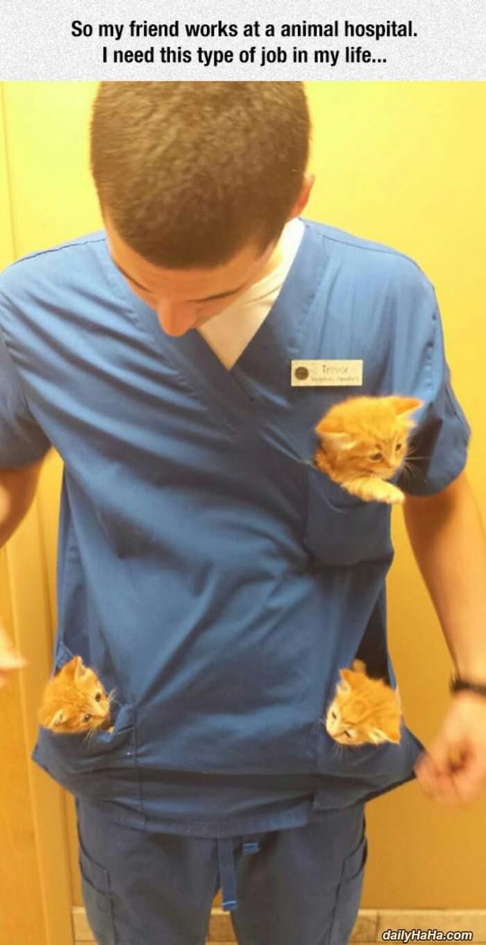 veterinarian kitten pockets funny picture