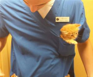 veterinarian kitten pockets funny picture