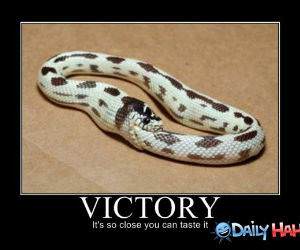 Victory funny picture
