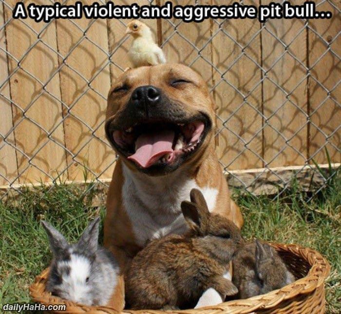 violent and aggressive funny picture