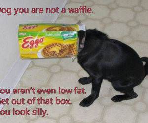 Waffle Dog funny picture