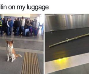 waiting for my luggage funny picture