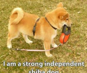 walk myself funny picture