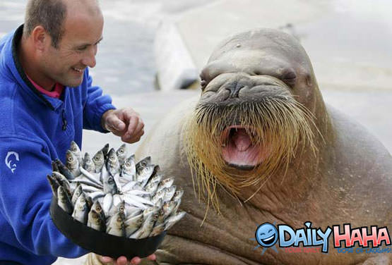 Walrus Eating Fish Picture