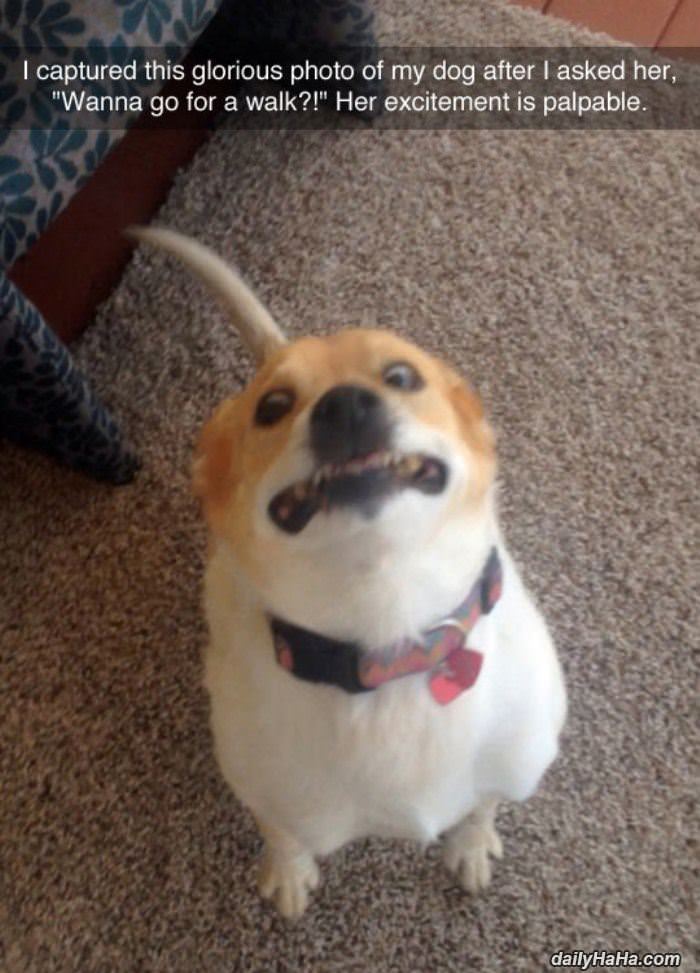 wanna go for a walk funny picture