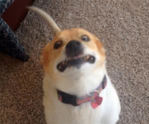 wanna go for a walk funny picture