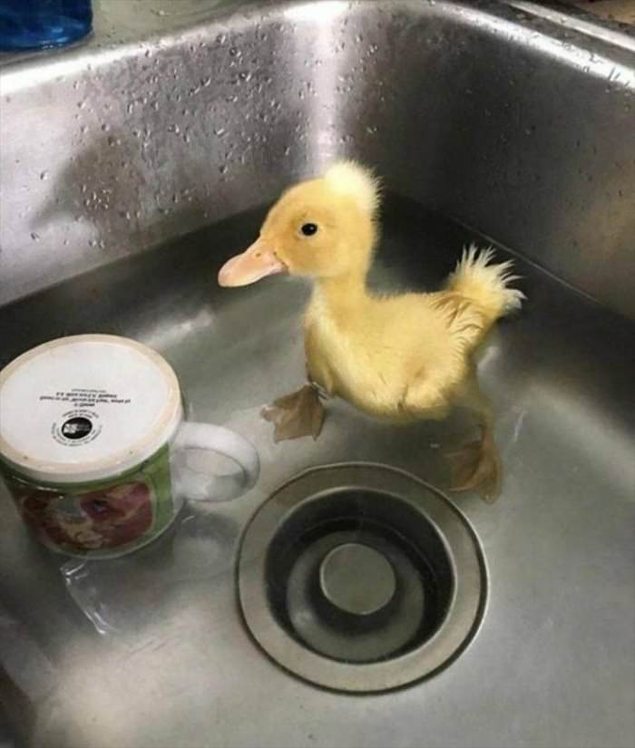 washing my ducky