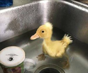 washing my ducky