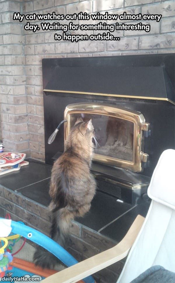 watched out the window funny picture