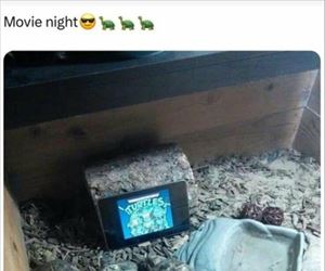 watching the turtles