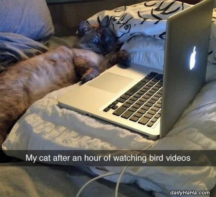 watching bird videos funny picture