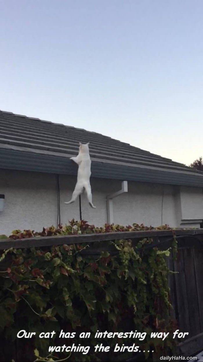 watching for birds funny picture