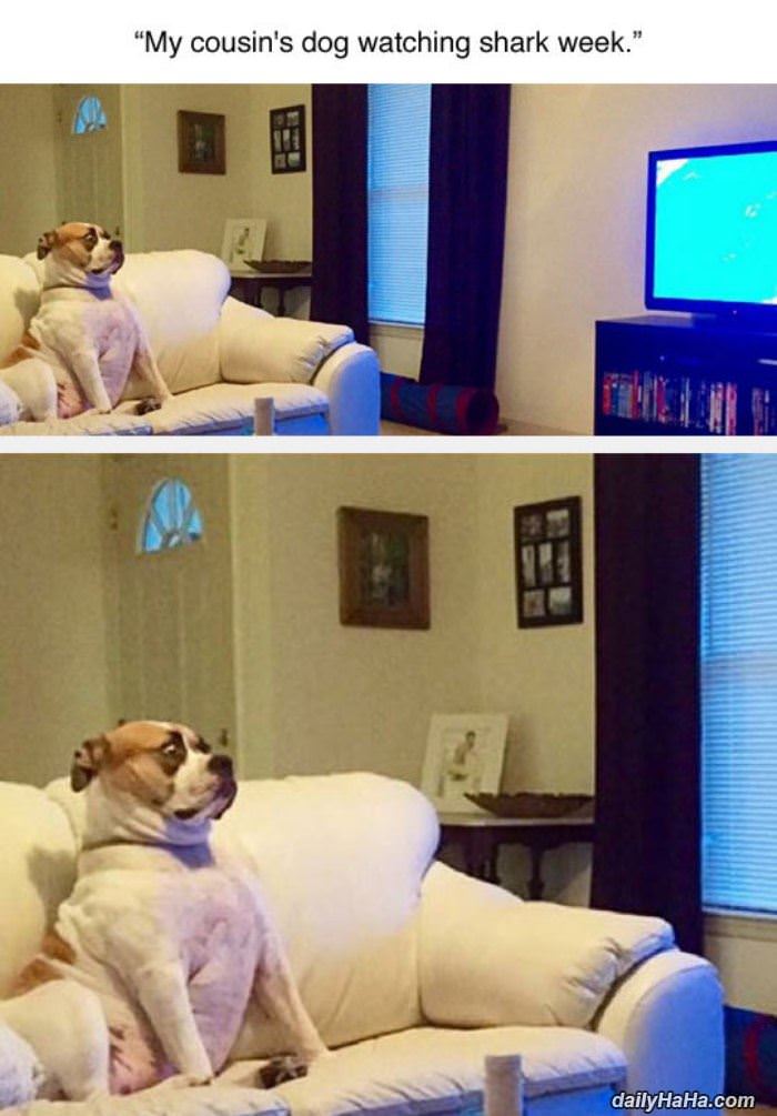 watching the sharks funny picture