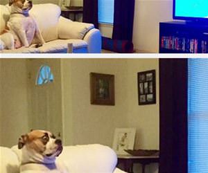 watching the sharks funny picture