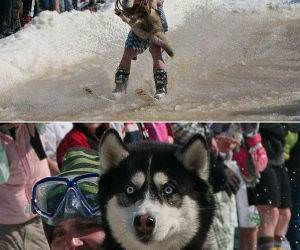 Water Skiing Dog funny picture
