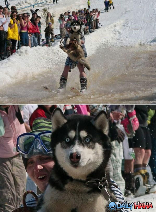 Water Skiing Dog funny picture