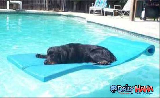 Water Rafting Dog