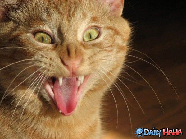 Wazzzzupppp  Cat Funny PIc