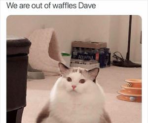 we are out of waffles ... 2