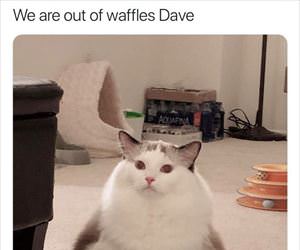 we are out of waffles
