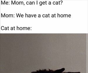 we can get a cat