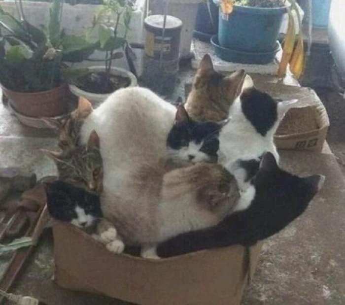 we fits we sits