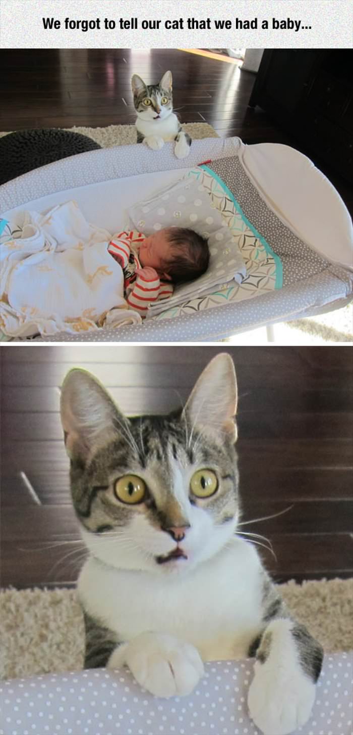 we forgot to tell the cat about the new baby