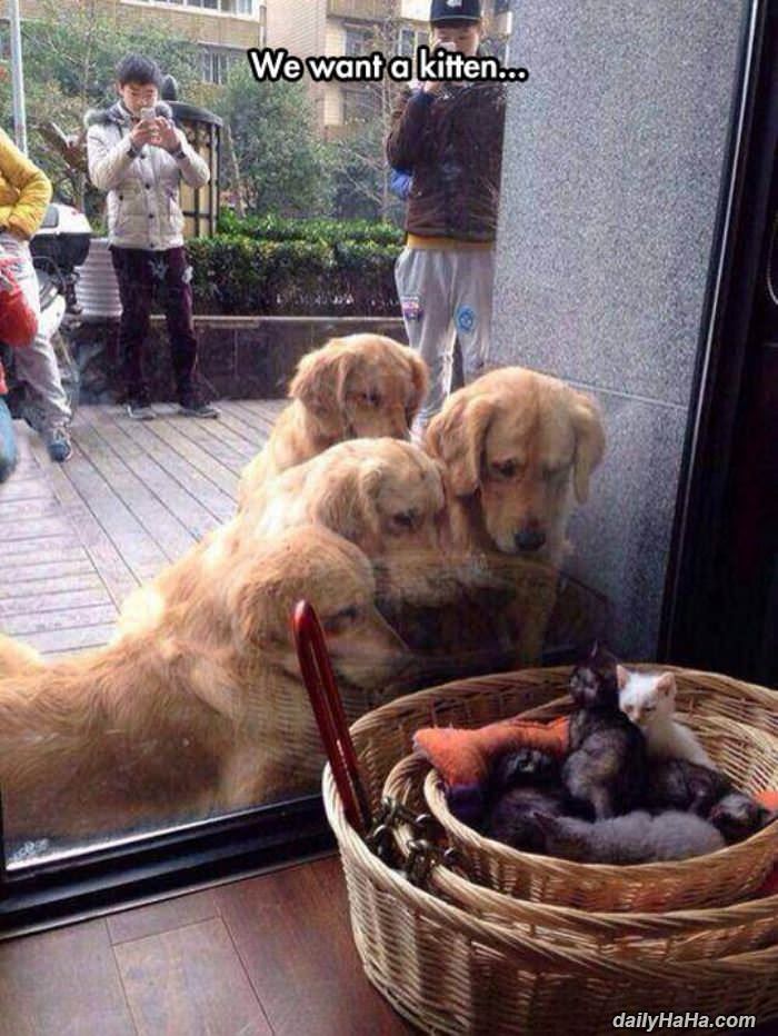 we want a kitten funny picture