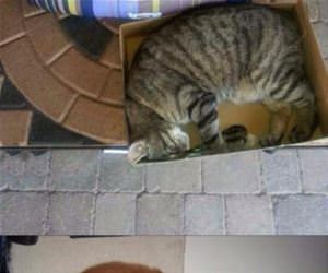 weird cat logic funny picture