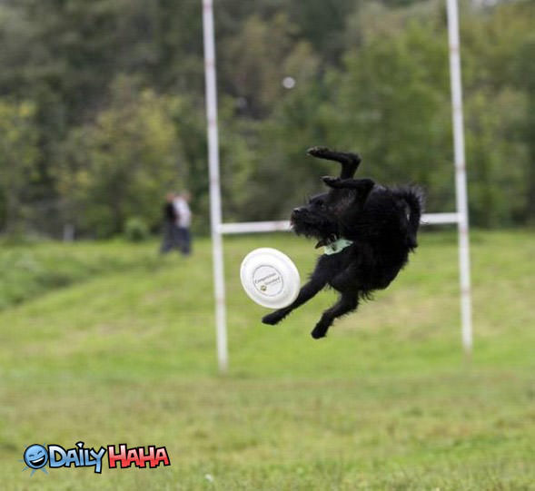 Freaky Frisbee Dog