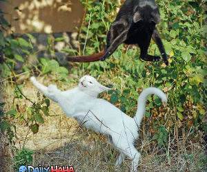 Weird Cat Fight