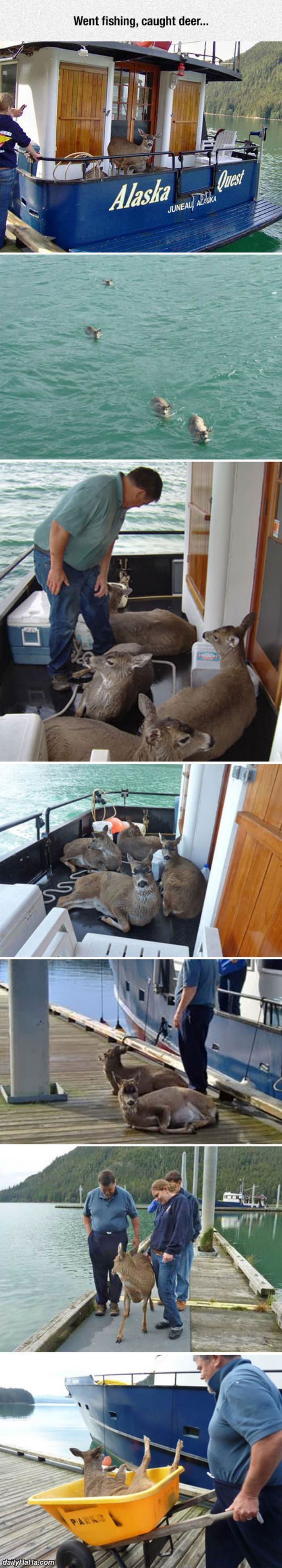 went fishing caught deer funny picture
